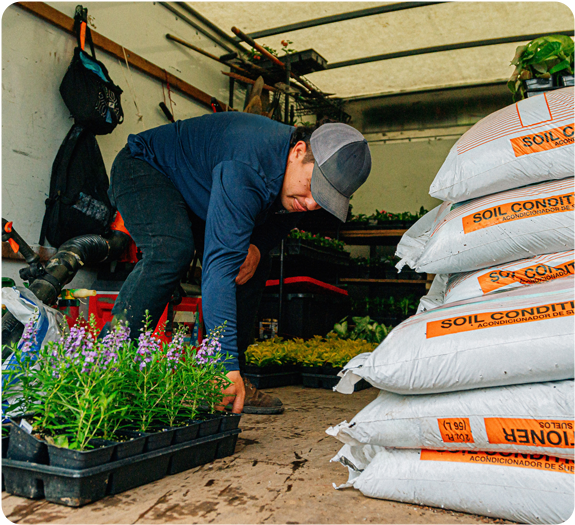 Male landscaper in his work truck lugging pretty purple flowers to a job site